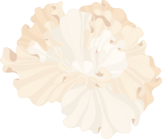 vit hibiskus blomma handritad illustration. png
