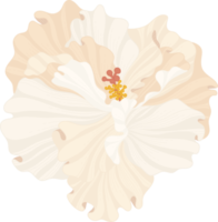 ilustración de dibujado a mano de flor de hibisco blanco. png