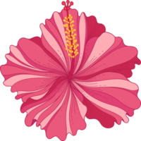 Hand drawn pink hibiscus tropical flower png