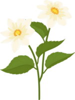 vit dahlia blomma handritad illustration. png