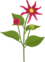 ilustración de dibujado a mano de flor de dalia roja. png