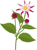 rosa dahlia blomma handritad illustration. png