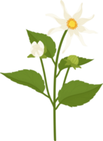 illustration dessinée à la main de fleur de dahlia blanc. png