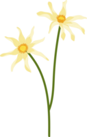 ilustração desenhada à mão da flor amarela dahlia. png
