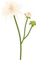 ilustração desenhada de mão flor dália branca. png