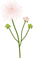 witte dahlia bloem hand getekende illustratie. png