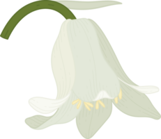 Bluebell flower hand drawn illustration. png