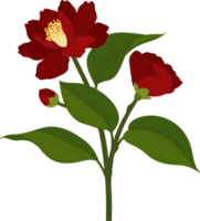 Red camellia flower hand drawn illustration. png