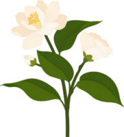 vit camellia blomma handritad illustration. png
