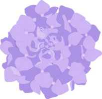 ilustración de flor de hortensia púrpura. png