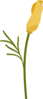 ilustração desenhada à mão de flor de papoula de Califórnia amarela. png