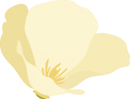 illustration dessinée à la main de fleur de pavot de californie blanche. png