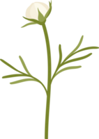 ilustração desenhada à mão da flor do cosmos branco. png