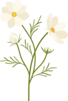 White cosmos flower hand drawn illustration. png