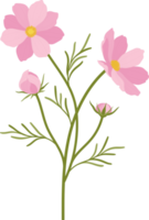 ilustração desenhada à mão da flor rosa cosmos. png