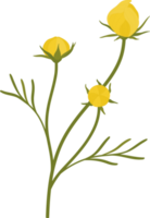 ilustração desenhada à mão da flor do cosmos amarelo. png