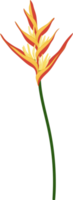 fleur d'héliconia illustration dessinée à la main. png
