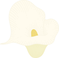 illustration dessinée à la main de fleur de lys calla blanc. png