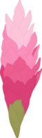 ilustração desenhada de mão de flor de gengibre rosa. png