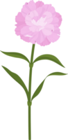 pink carnation flower hand drawn illustration. png