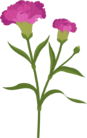 purple carnation flower hand drawn illustration. png