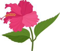 fleur d'hibiscus rose illustration dessinée à la main. png