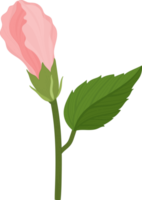 Pink Hibiscus flower hand drawn illustration. png