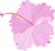 rosa hibiskus blomma handritad illustration. png