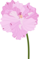 fleur d'hibiscus rose illustration dessinée à la main. png