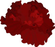 Red Hibiscus flower hand drawn illustration. png