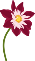 Dark pink dahlia flower hand drawn illustration. png