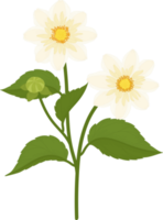 White dahlia flower hand drawn illustration. png