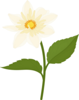 White dahlia flower hand drawn illustration. png