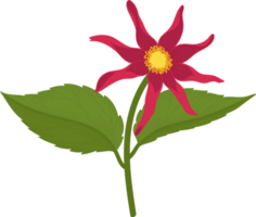 illustration dessinée à la main de fleur de dahlia rouge. png