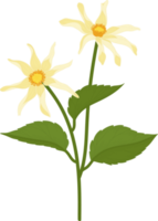 ilustração desenhada à mão da flor amarela dahlia. png