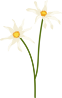 White dahlia flower hand drawn illustration. png