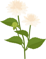 witte dahlia bloem hand getekende illustratie. png