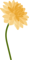 illustration dessinée à la main de fleur de dahlia jaune. png