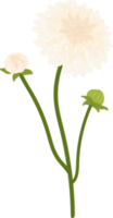 illustration dessinée à la main de fleur de dahlia blanc. png