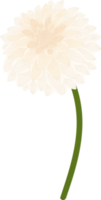 ilustración de dibujado a mano de flor de dalia blanca. png