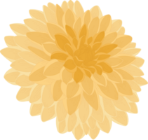 gelbe dahlie blume hand gezeichnete illustration. png