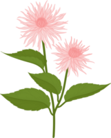 ilustração desenhada de mão rosa dália flor. png