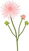 illustration dessinée à la main de fleur de dahlia rose. png