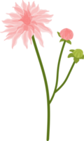 Pink dahlia flower hand drawn illustration. png