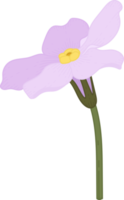 Pink forget me not flower hand drawn illustration. png