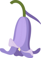 bluebell bloem hand getekende illustratie. png