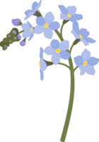 Blue forget me not flower hand drawn illustration. png