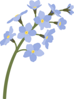 Forget me not flower hand drawn illustration. png