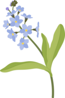 Blue forget me not flower hand drawn illustration. png