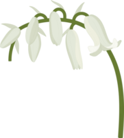 blåklocka blomma handritad illustration. png